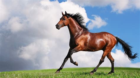 🔥 Free download WallFocuscom Galloping Horse HD Wallpaper Search Engine ...