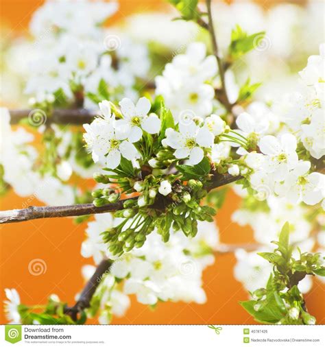 Spring Tree Blossom stock photo. Image of gardening, blooming - 40787426