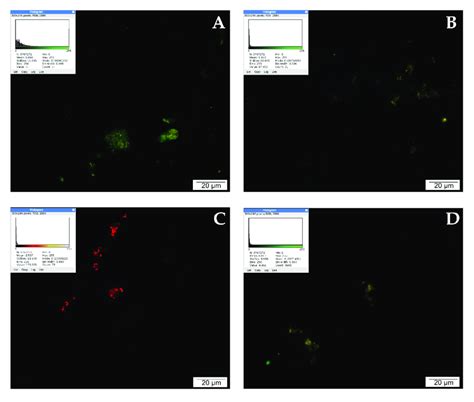 Lysosomal activity demonstrated by LysoTracker Red: (A) cells from the ...