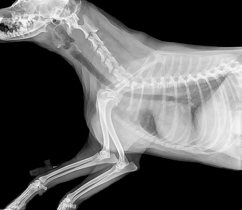 Why Dog Diagnostic Imaging May Be Needed