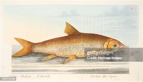 Barbel (Fish) Photos and Premium High Res Pictures - Getty Images