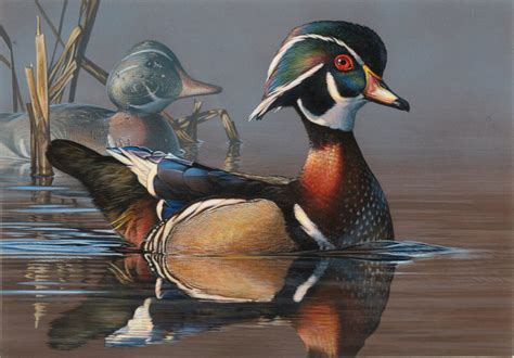 Minnesota Artist Wins Federal Duck Stamp Competition – Delta Waterfowl