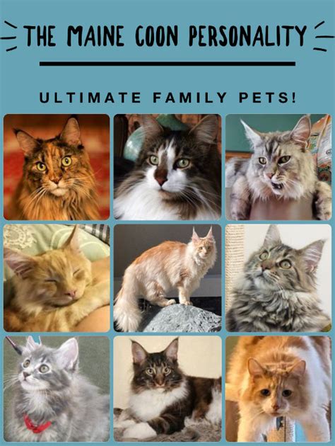 Maine Coon Personality Traits: The Ultimate Family Pet