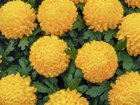 Chrysanthemum: Meaning And Symbolism