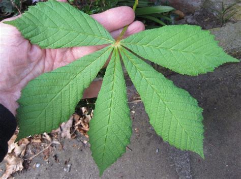 Leaf Palmate - Tree Guide UK - Tree ID by palmate leaf