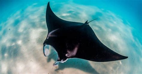 Manta Ray - A-Z Animals