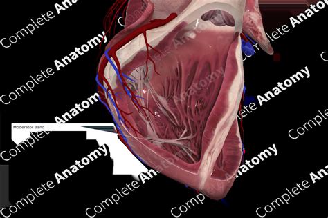 Septomarginal Trabecula | Complete Anatomy