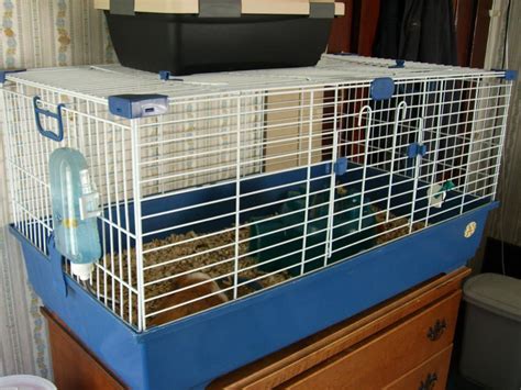 The 7 Best Guinea Pig Cages of 2020