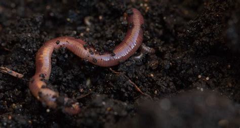 Earthworms lose weight in soils polluted with microplastics