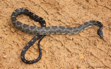 Secret Knowledge of Backroads...2013 - Field Herp Forum