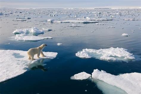 Top 10 facts about polar bears | WWF