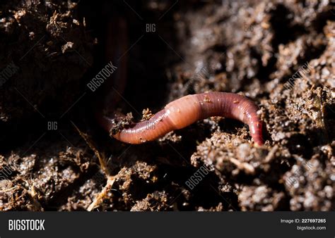 Red Worms Compost. Image & Photo (Free Trial) | Bigstock