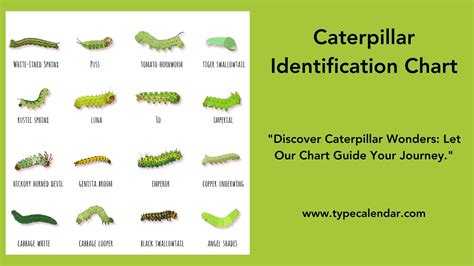 Free Printable Caterpillar Identification Charts [PDF]