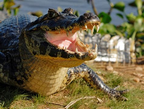 Black Caiman | The Life of Animals