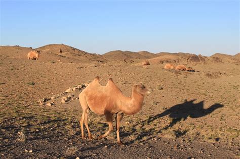 Wild camels from the Zakhyn Us breeding centre | The Wild Camel Protection Foundation