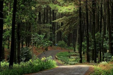 66+ Foto Pemandangan Pohon Pinus