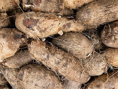 Growing Yams: Varieties, Planting Guide, Care, Problems and Harvest