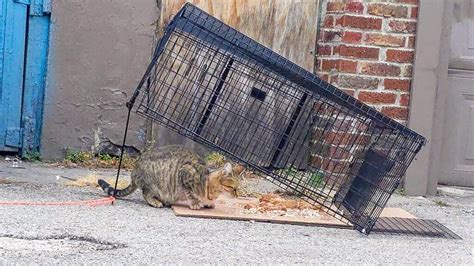 Hard to Trap Stray, Feral, or Outdoor Cats - Cats in Action