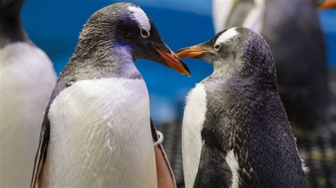 Too cute: Two Gentoo penguin chicks hatch at Tennessee Aquarium