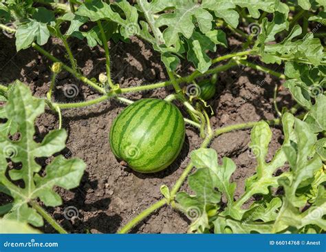 Watermelon field stock photo. Image of dirt, farmland - 66014768