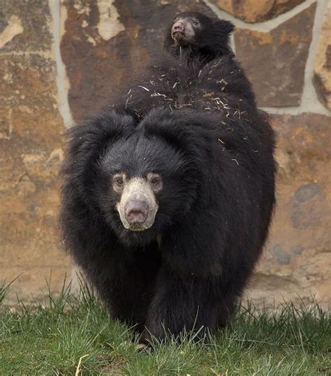 Native to India, Sloth bears are the only Ursids known to carry their young for extended periods ...