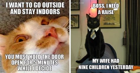 The Best Funny Cat Memes That Will Make You Die Laughing