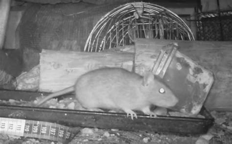 What damage can rats do to my house & health? - Pestology