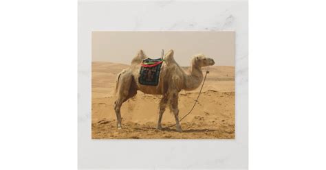 Bactrian Camel Mongolia Postcard | Zazzle