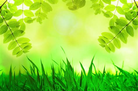 Natural Green Background Free Stock Photo - Public Domain Pictures