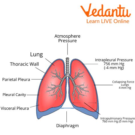 Lungs for Kids - Working, Functions, Facts, and FAQs