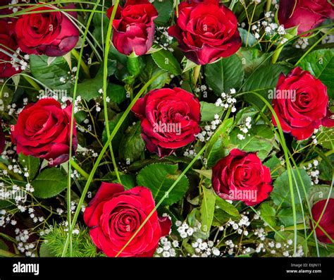 Closeup of beautiful freshly cut red roses bouquet Stock Photo - Alamy