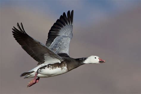 blue goose - Google Search | Animals, Blue