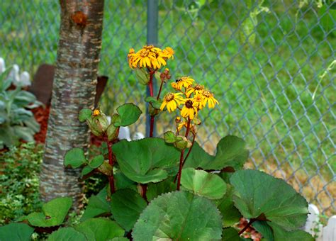 12 Perennial Plants That Shine in the Shade