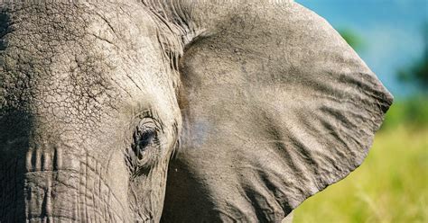 Poaching drives surge of tuskless elephants: 3 stories you may have missed