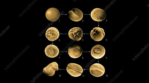 Frog embryo development, animation - Stock Video Clip - K004/0309 ...