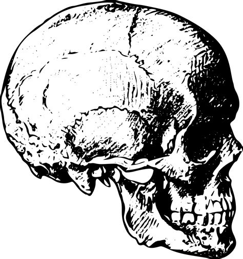 Human Skull Free Stock Photo - Public Domain Pictures