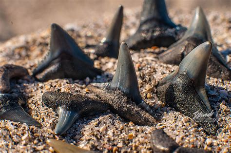 Sharks Teeth of Venice Florida Florida Vacation Spots, Places In Florida, Old Florida, Florida ...