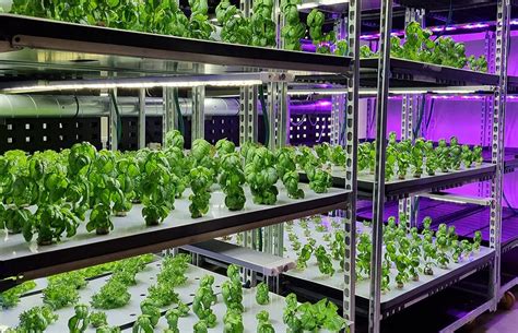 What is vertical farming? And why it is a big deal - Vertical Farms Ltd