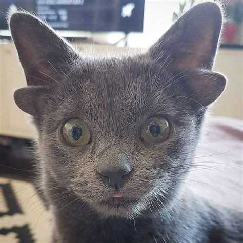 This is a bit scary. Cat born with 4 ears and a defective jaw : cats