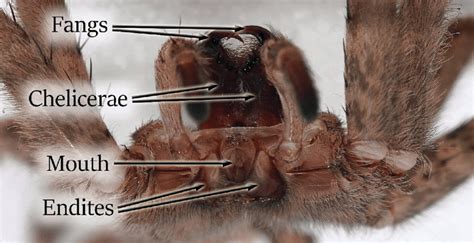 Spiders: Unappreciated Superpowers! - Pest Control Technology