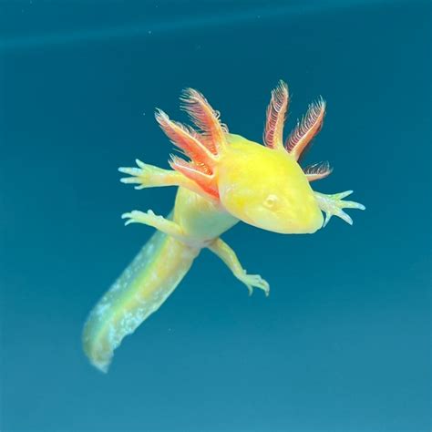 Golden Albino Axolotls | Axolotls for Sale | Axolotl Planet