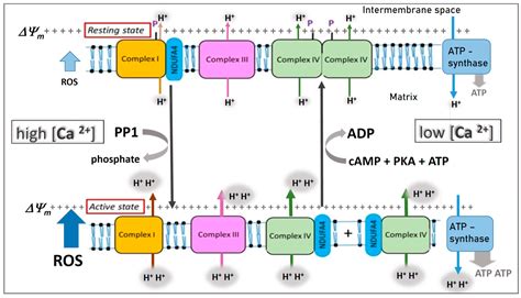 Cells | Free Full-Text | Multiple Mechanisms Regulate Eukaryotic ...