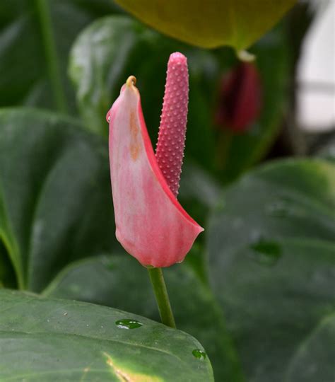 DSC_0068 | 9July 8th, 2015) Pink Anthurium (?) at (July 8th,… | Flickr