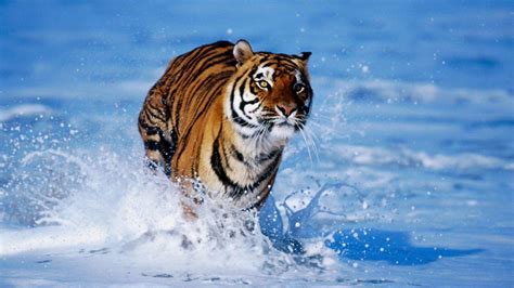 Wild Animal Wallpapers - Top Free Wild Animal Backgrounds - WallpaperAccess