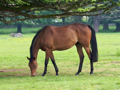 How to Keep Your Horse Fed on a Budget