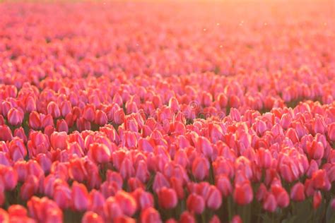 Field Of Pink Tulips In The Sunset Light. Stock Photo - Image of netherlands, natural: 167655844