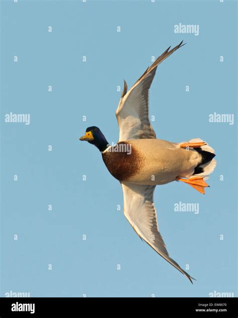 Flying Drake Mallard Stock Photo - Alamy