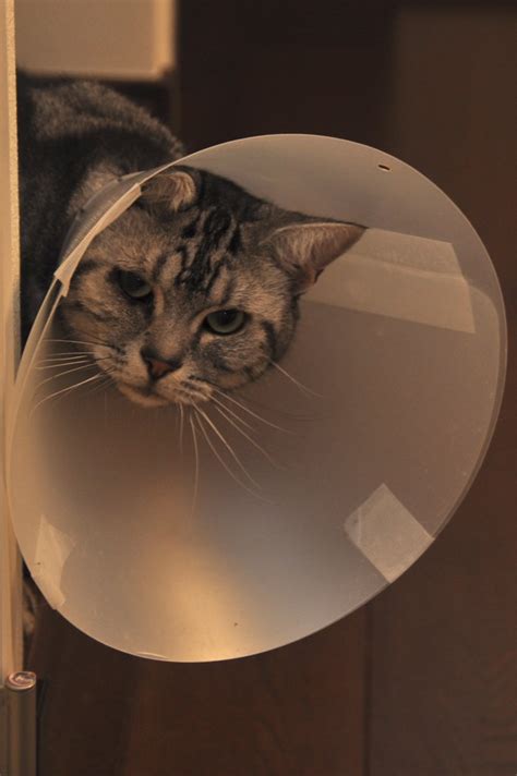 megaphone cat | K ISD | Flickr