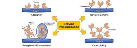 Various methods of enzyme immobilization. | Download Scientific Diagram