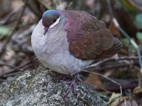 Key West Quail-Dove - eBird